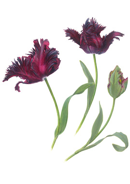 Tulipa Black Parrot.